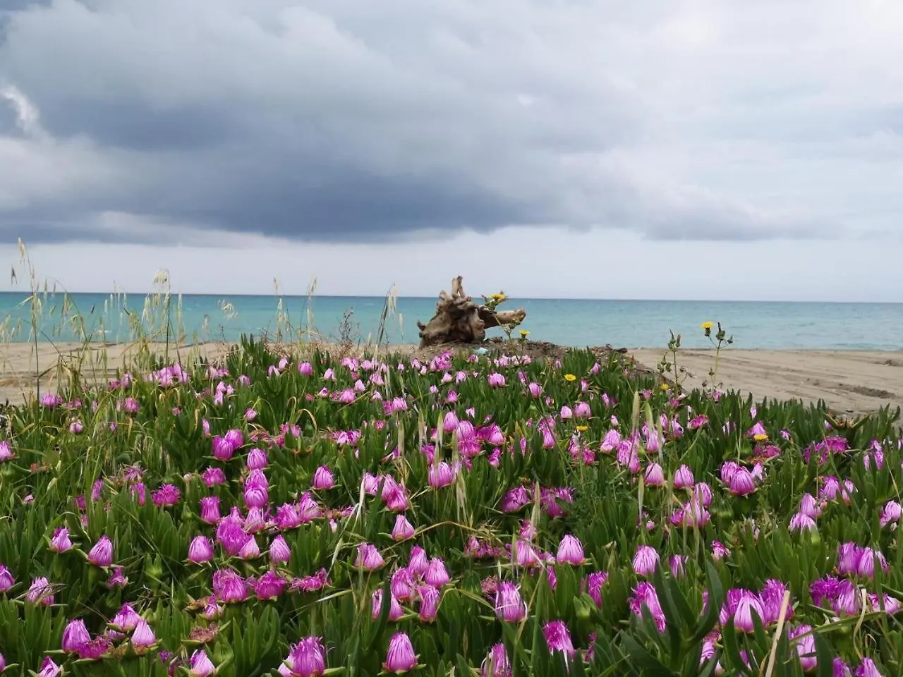 Feriendorf Le Tamerici Mobilehome Asinara Fuer 5 Personen Marina di Cecina Italy